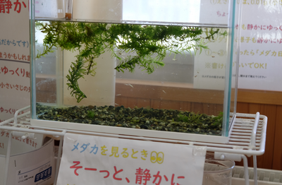たくさん生まれたメダカの赤ちゃんたち